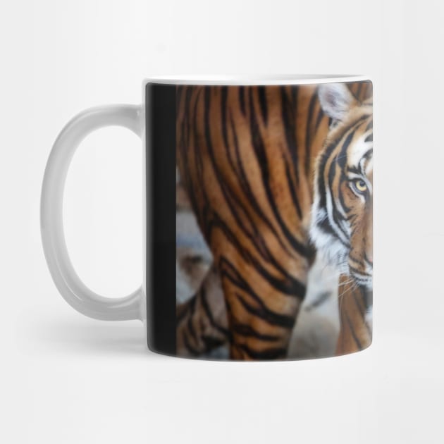 siberian tiger, tiger head by hottehue